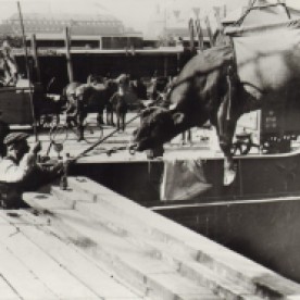 16. Gasværkshavnen, 1916. Mange slags varer blev fragtet med skib. Her er det kreaturer, som en for en hejses ombord på dampskibet, for at blive sejlet til Tyskland.